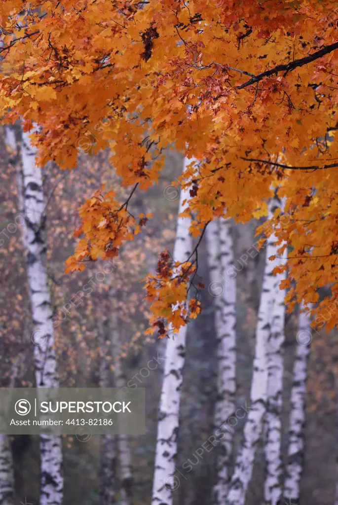 Foliage colors of autumn on a birch