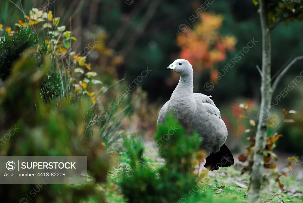 Cape Barren Goose observes in vegetation