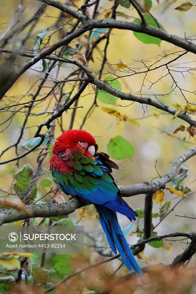 Red-and-green Macaw on a branch grooming