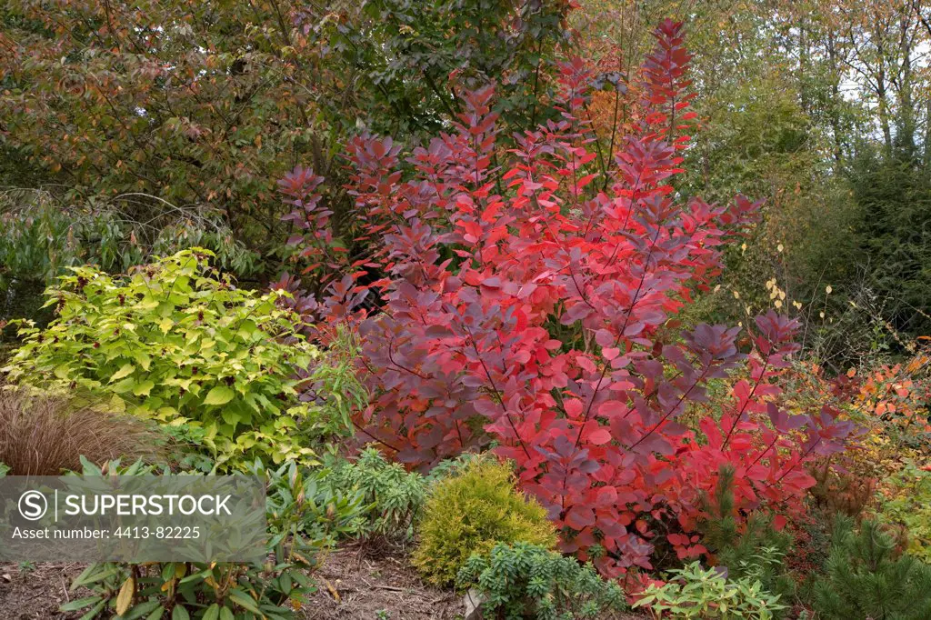 European smoketree 'Grace' in a garden in autumn