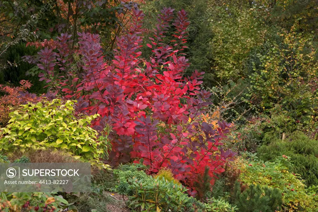 European smoketree 'Grace' in a garden in autumn