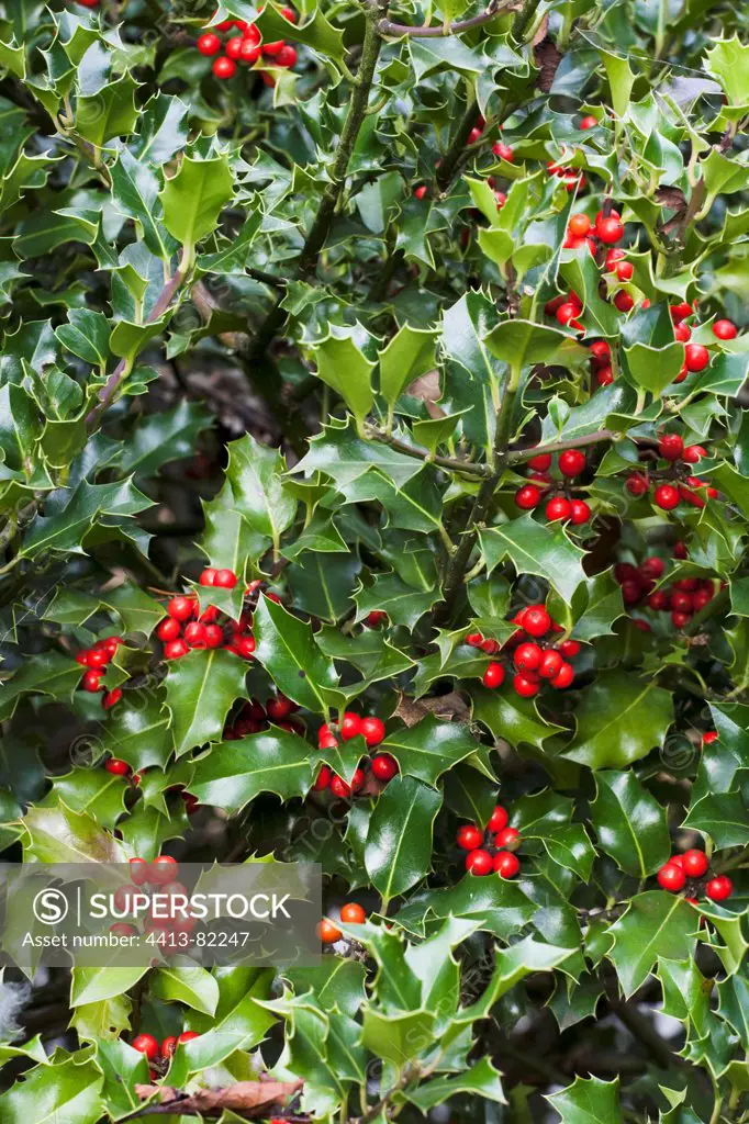 English holly in fruit in a garden in autumn
