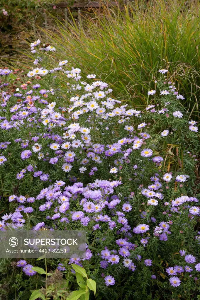 Asters in bloom and miscanthus in a garden in autumn