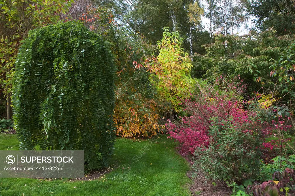 Shrubs in a garden in autumn