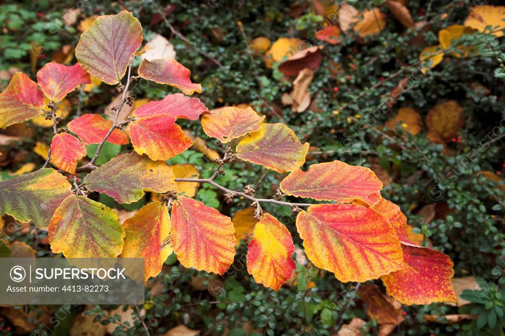 Hamamelis branch in a garden in autumn