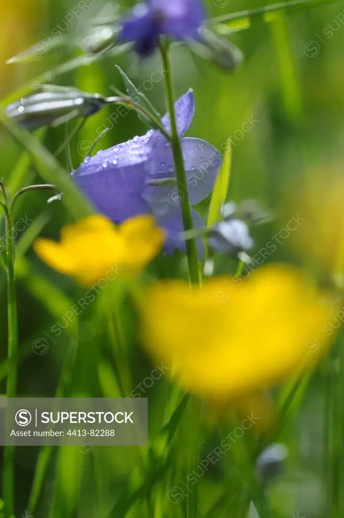 Harebell in bloom in a meadow in the Alps in summer