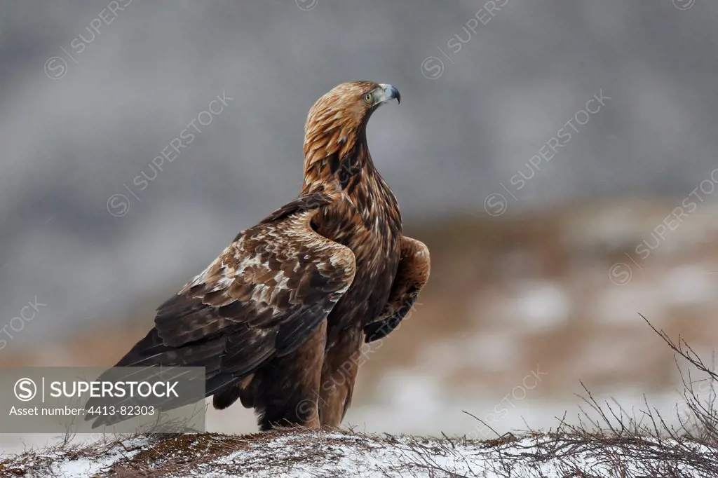 Golden Eagle observing Lawnes Flatanger Norway