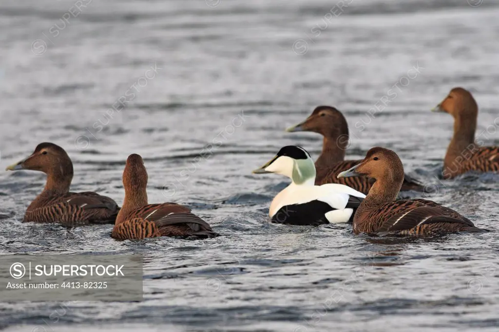 Group of male and females Common Eiders swimming Norway