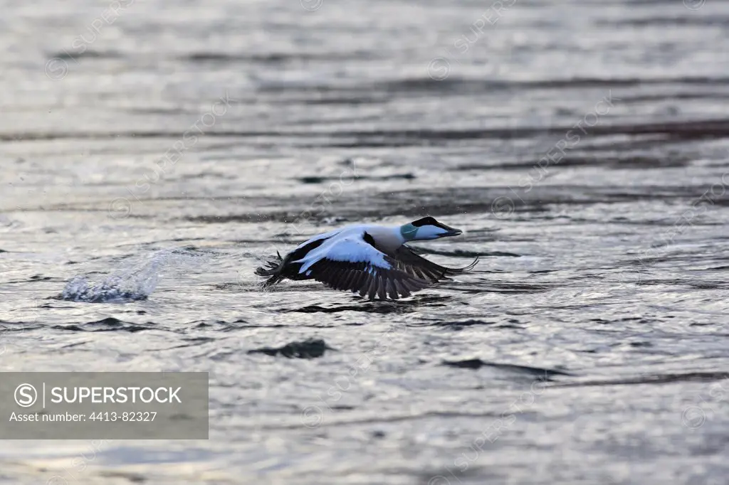 Male Common Eider in flight above the sea Norway