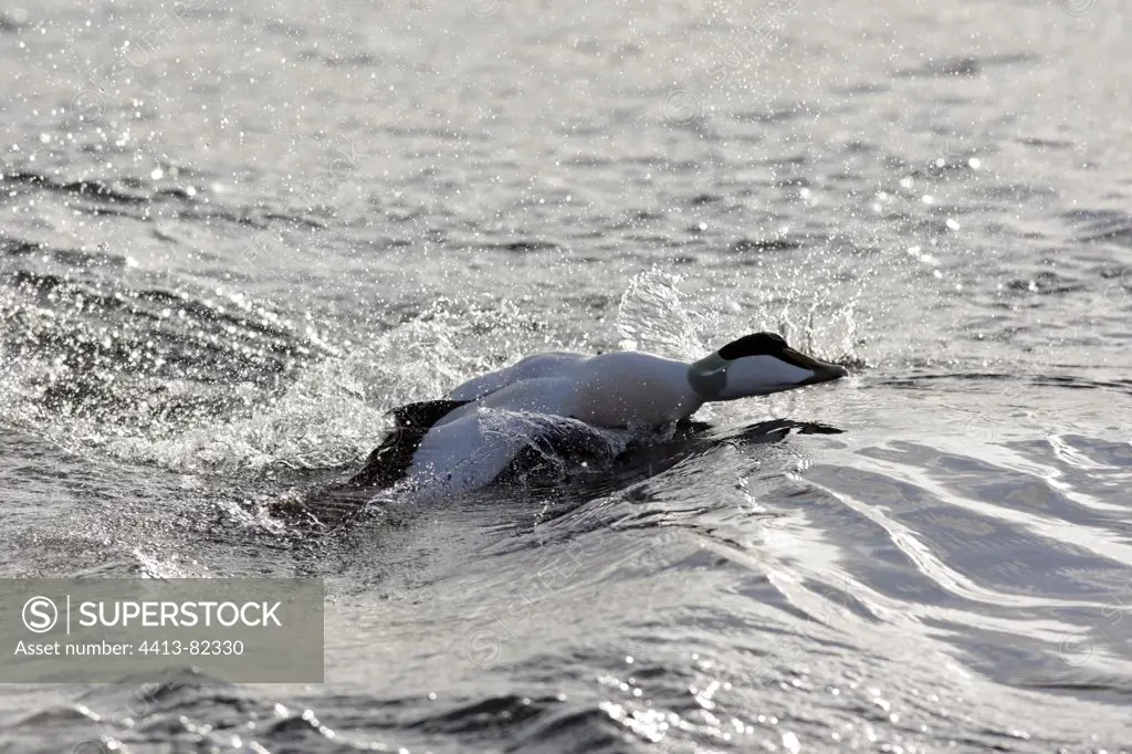 Male Common Eider taking off from the sea Norway