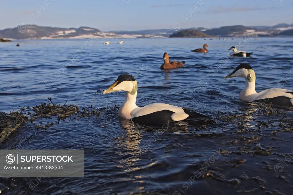 Males and females Common Eiders swimming on the sea Norway