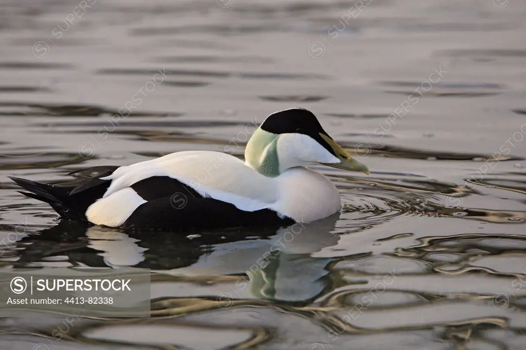 Male Common Eider swimming on the sea Norway