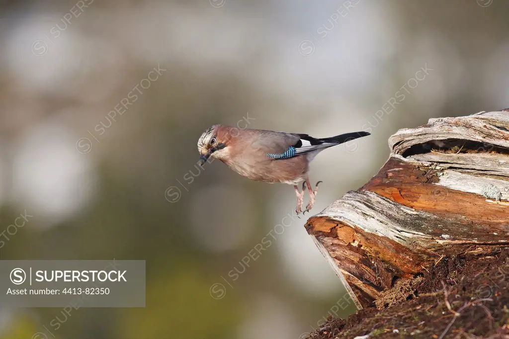 Eurasian Jay jumping from a dead wood Lawnes Norway