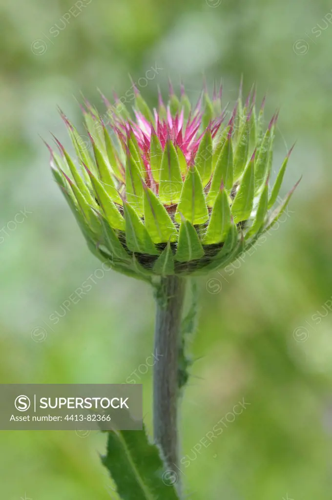 Thistle in button in the Alps in summer