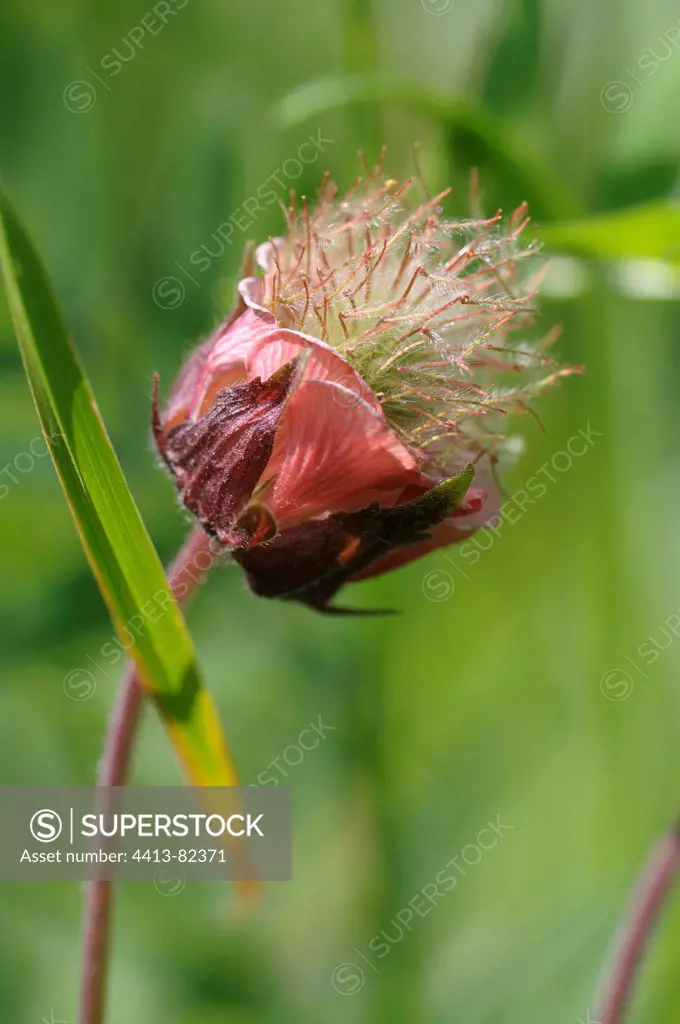 Fructification of water avens in the Alps in summer