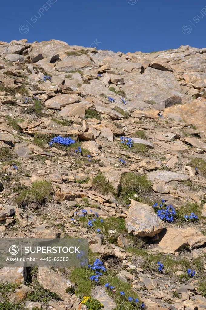 Gentian in bloom on talus scree in the Alps in summer