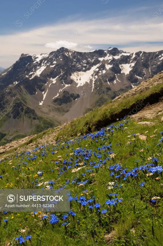 Gentian in bloom on talus scree in the Alps in summer
