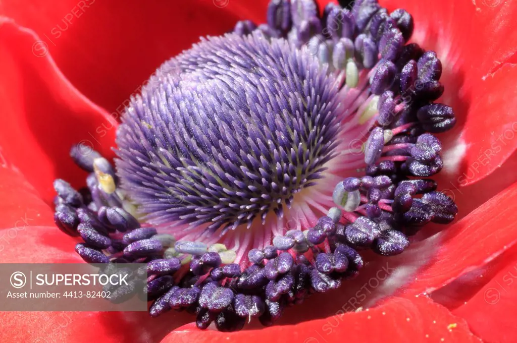 Poppy anemone's heart in a garden