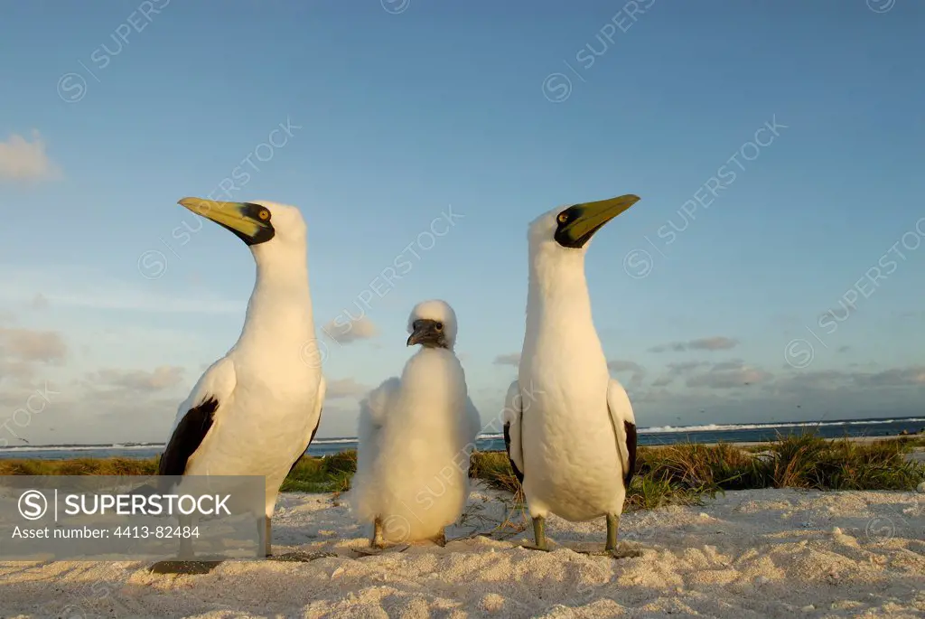 A family of Masked Booby on the island Huon New Caledonia