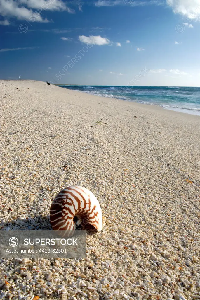 Nautilus shell on a sandy beach of the island Huon