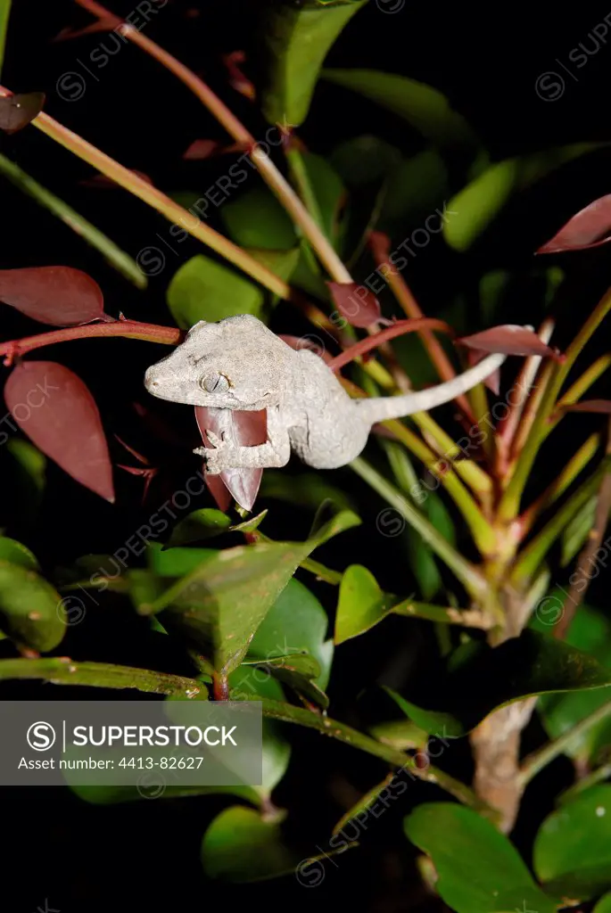A New Caledonia Bumpy Gecko on a rainforest shrub