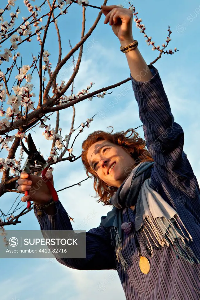 Young girl prunning a fruit-tree in a garden