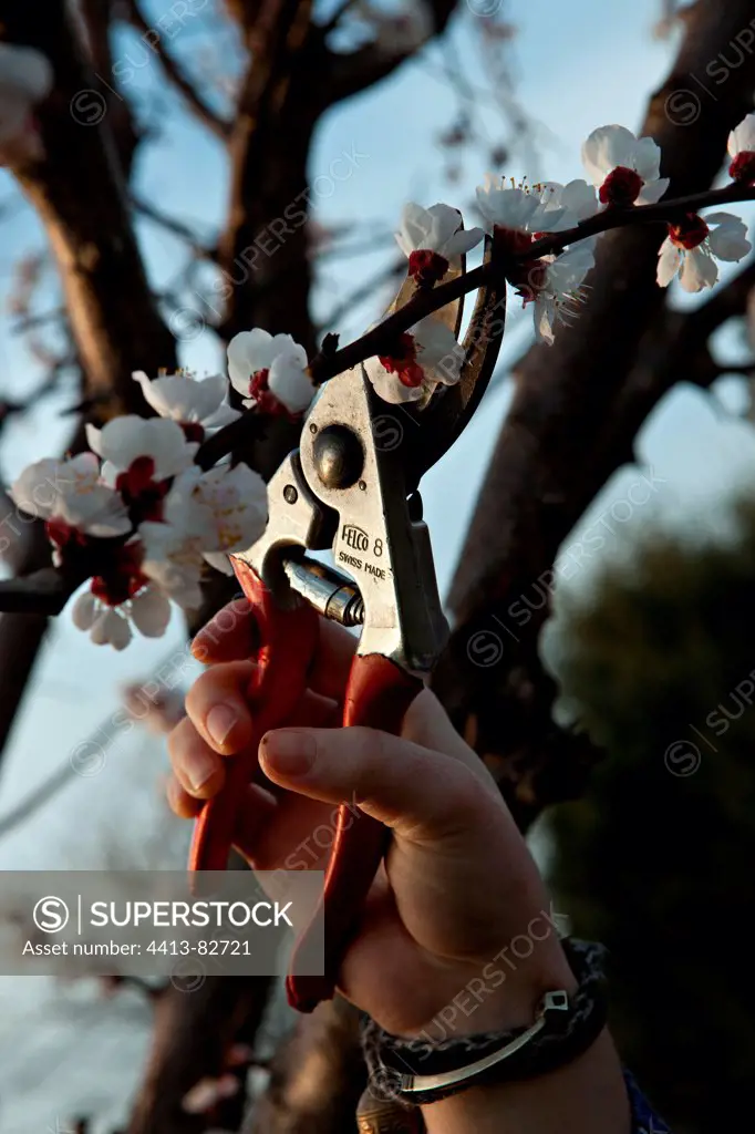 Young girl prunning a fruit-tree in a garden