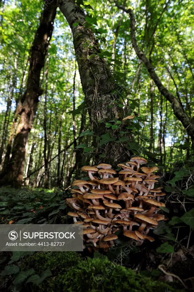 Tuft of Ringless honey mushrooms