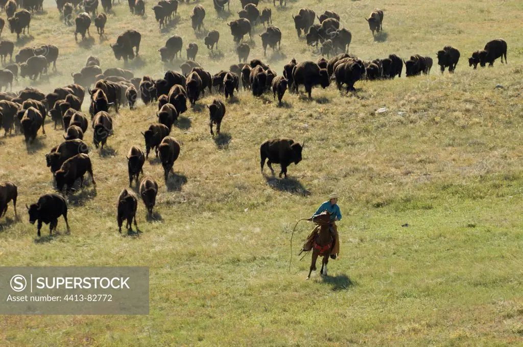 Cowboy pushing herd at Bison Roundup Custer State Park