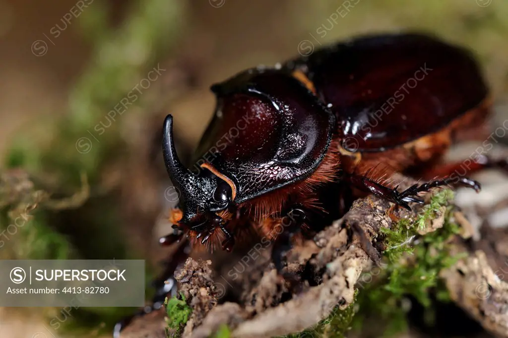 European rhinoceros beetle on a stump
