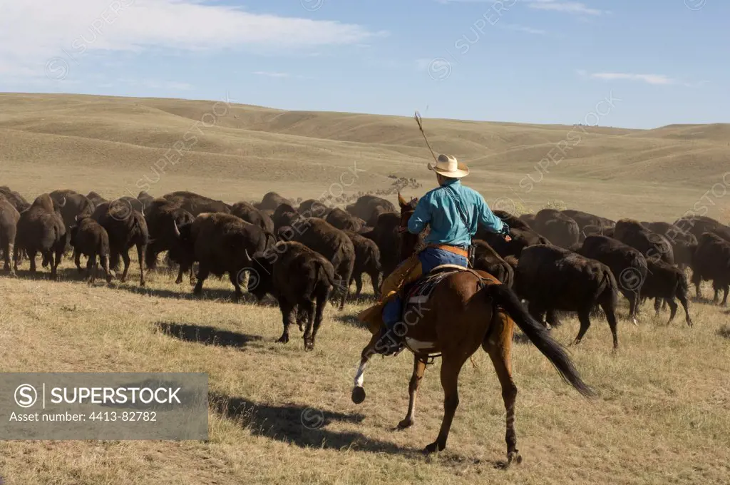 Cowboy at Bison Roundup Custer State Park Black Hills USA
