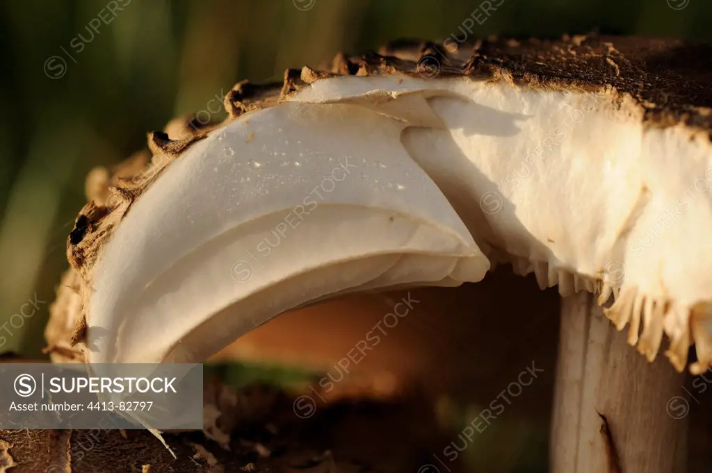 Cut of the hat of a parasol mushroom