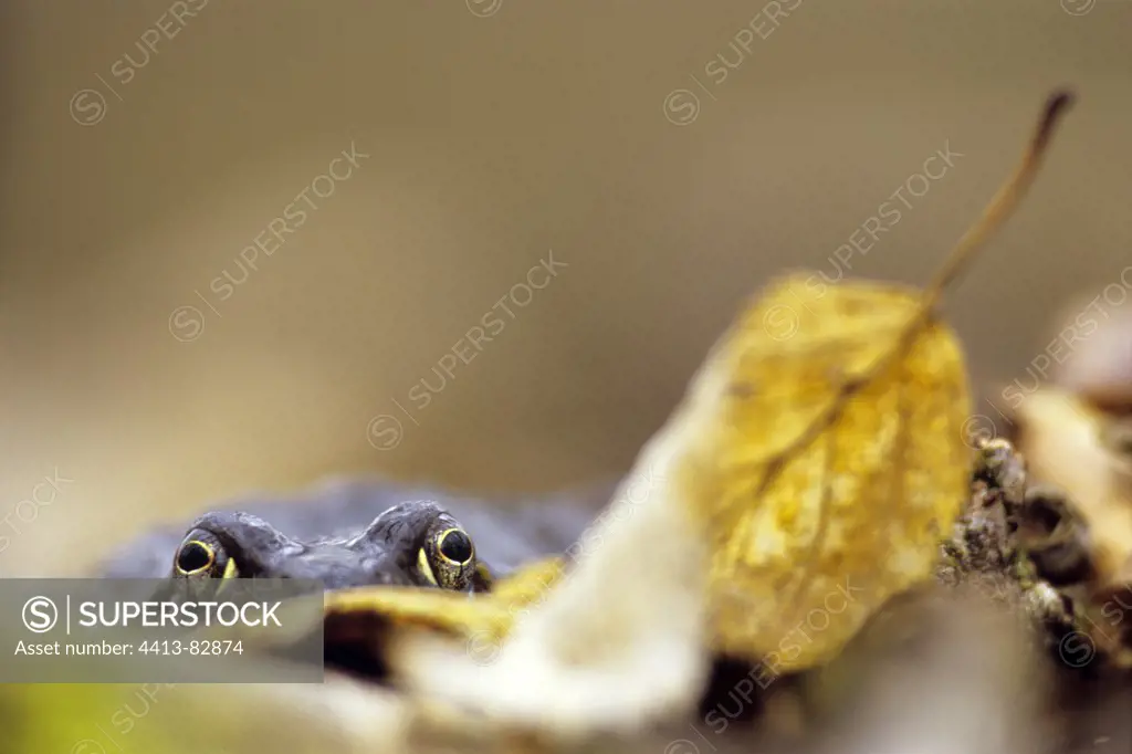 European Common Frog in the forest near a pond