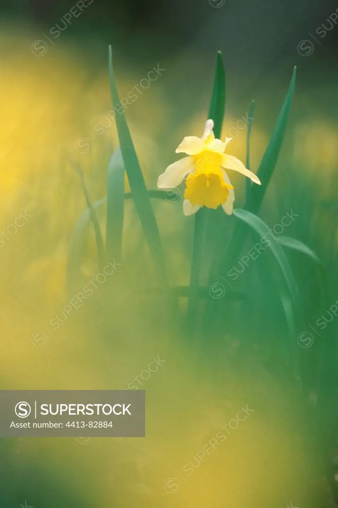 Daffodil in the woods in the valley of the Doubs in March