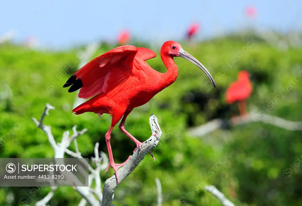 Scarlet Ibis posed on a branch Venezuela