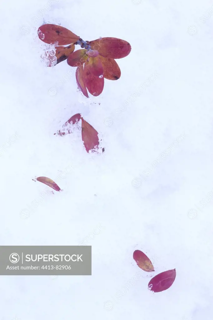 Bilberry leaf red in the snow