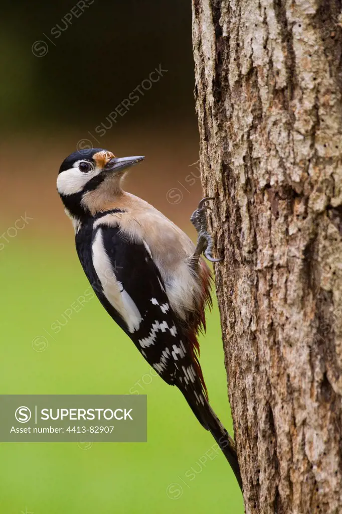 Great Spotted Woodpecker female on trunk Lorraine France