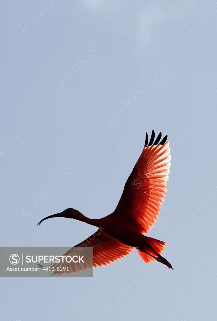 Scarlet Ibis in full flight Venezuela