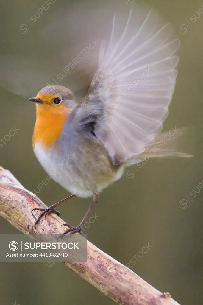 Robin flying from a branch Lorraine France