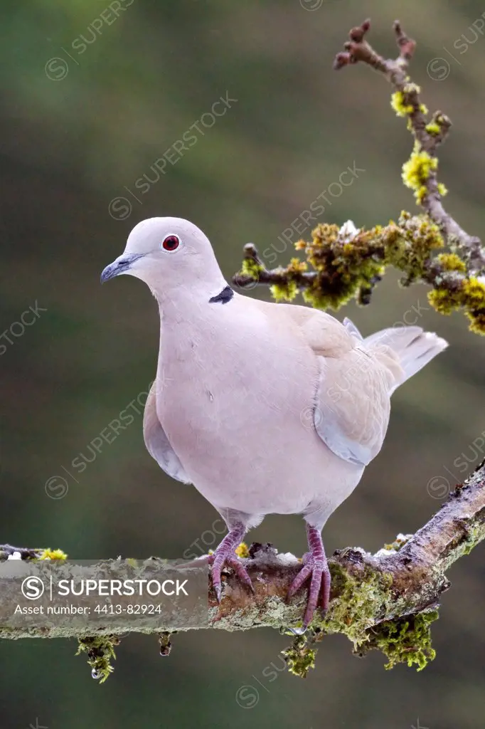 Collared Dove on a branch in a garden LorraineFrance