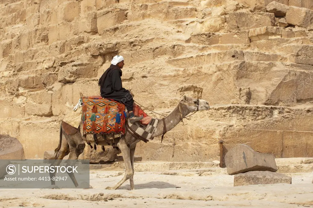 Dromedary camel in front of a pyramid Egypt