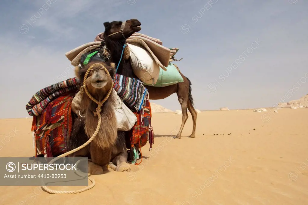 Camels harnessed lying in the white desert Egypt