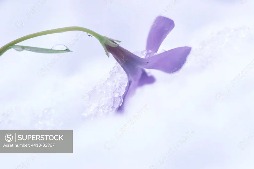 Periwinkle in the snow in MarchDoubs valley