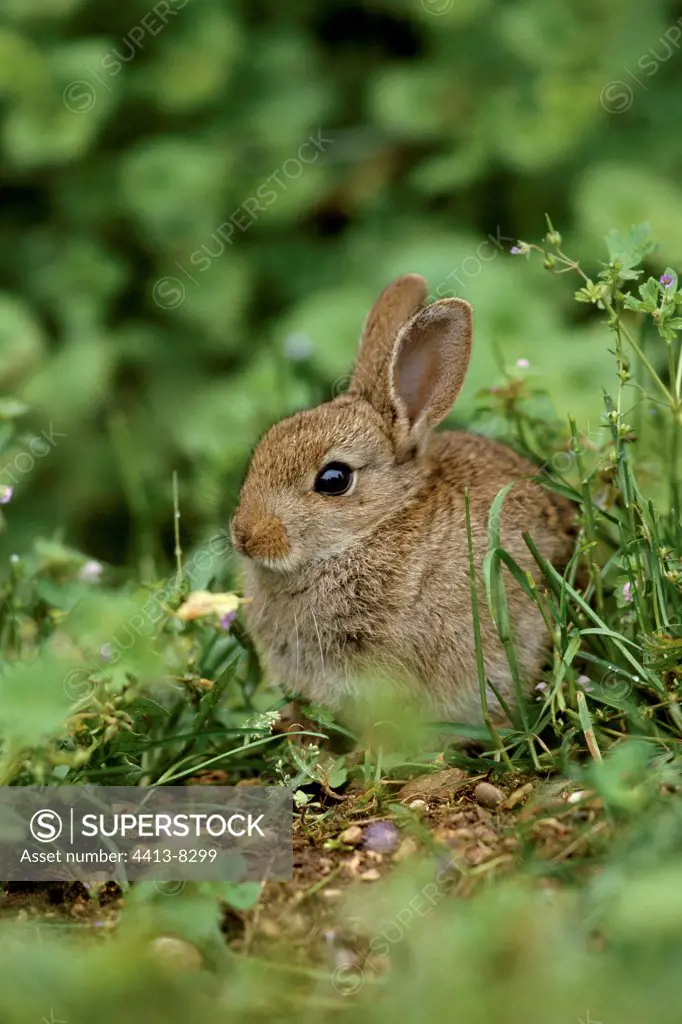 Young Wild rabbit France