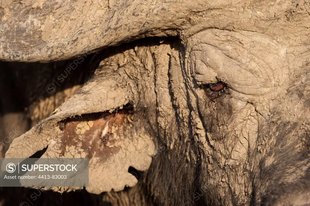 Portrait of Cape Buffalo covered in mud Masai MaraKenya