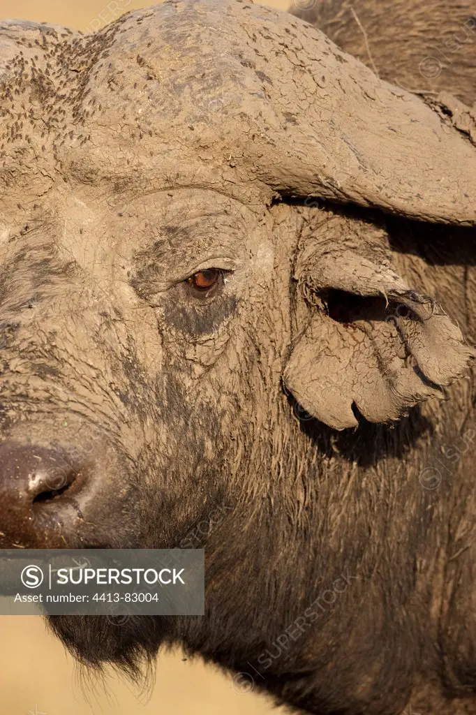 Portrait of Cape Buffalo covered in mud Masai MaraKenya