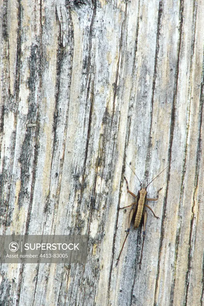 Grasshopper on a peg of wood pasture in summer
