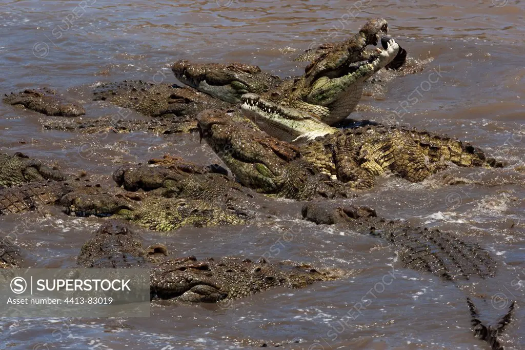 Nile Crocodiles eating a prey in the water Masai Mara
