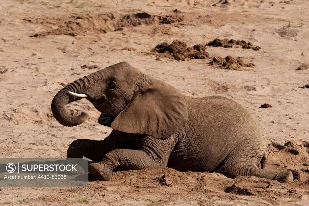 African elephant lying in the ground Masai Mara Kenya