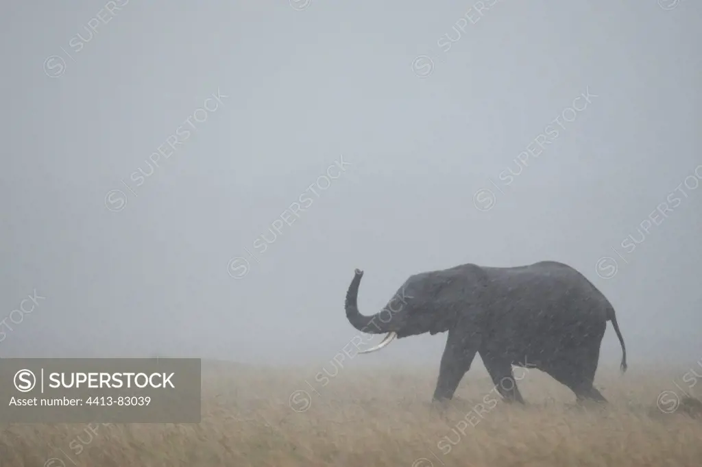 African Elephant in the rain Masai Mara Reserve Kenya